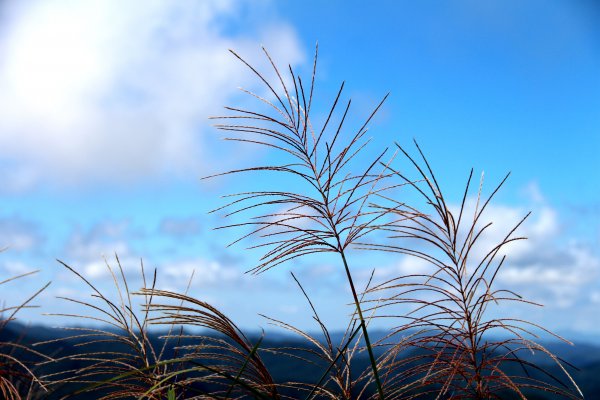 草嶺古道-桃源谷遍野芒花翻飛，飽覽絕美山海奇景！2335622