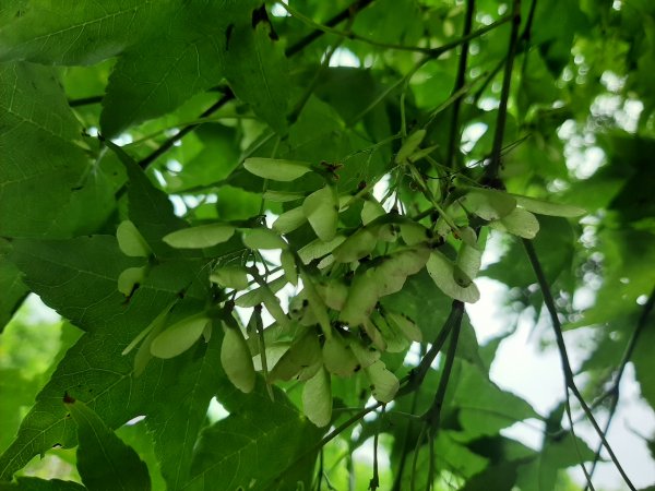 110 年春 登七星山1345728
