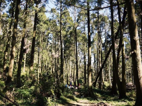 陽明山秋芒：風櫃嘴—頂山—石梯嶺—擎天崗309474