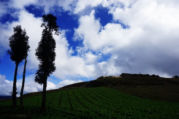 深秋。楓紅1190459