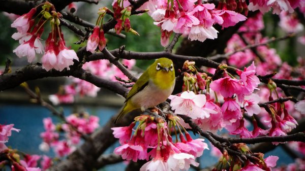 樂活公園櫻花2016480