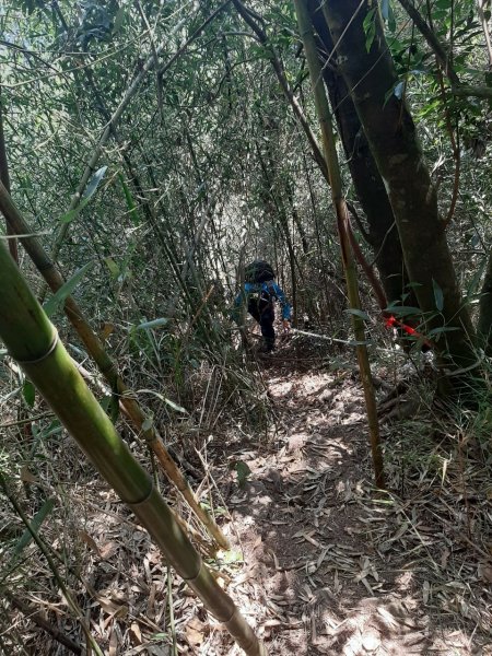 四天皇山知鳥山青園山篤鼻山1264658