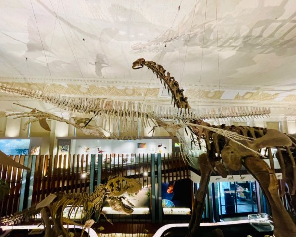 雨天備案💙 台灣博物館的古生代館-台大動植物館免費參觀-北投♨️季2799050