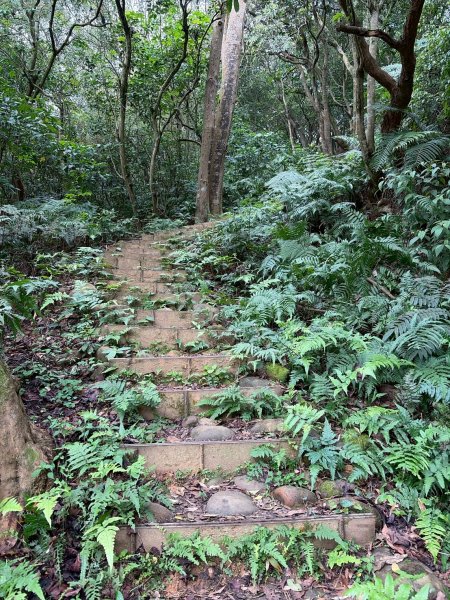 新北 林口 國際AI智慧園區-工一森林小徑-雪花步道-祖師巖登山步道-湖內公園3019089