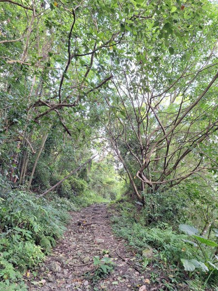 碧雲寺枕頭山O型202410062615763