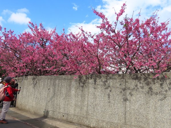 ［平菁街櫻花巷］（2024/1/29）（寒櫻）（福爾摩沙櫻）2417247