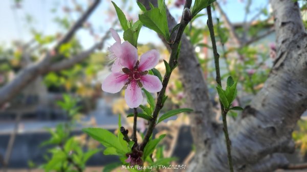 《彰化》桃李櫻美｜花壇虎山巖步道x大嶺巷富士櫻202503012723680