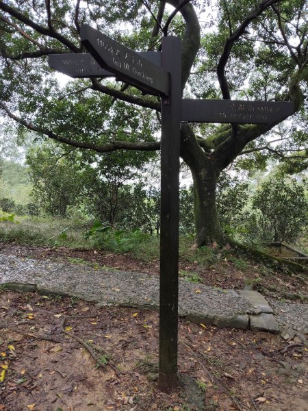 微笑山線：【天上山系】望月亭桐花段3001588