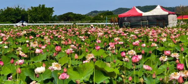 金山清水濕地 5/31 #牡丹蓮 #香水蓮2799982