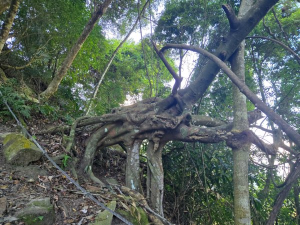 水雲三星～上島山（鳥嘴山）2931229