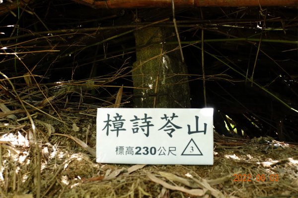 嘉義 梅山 樟詩苓山1729909