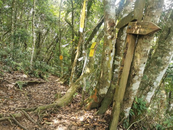 步道巡訪員 l 鳥嘴山步道 8月巡訪日誌1062375