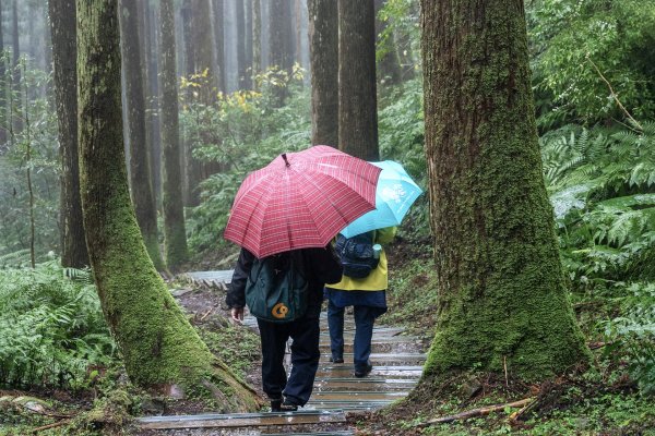 東眼山雨中尋幽2975348