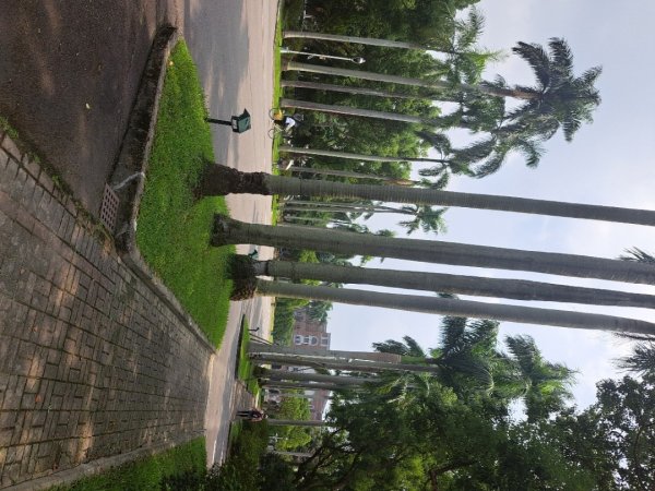 台大椰林步道2591257