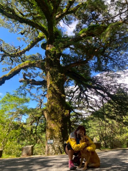 南投信義鄉東埔山、東埔山草原步道、塔塔加遊客中心2815149