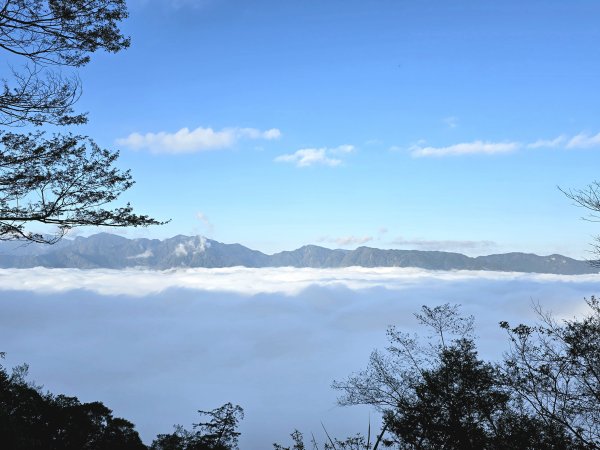 郡大林道19k之郡大神木群二刷～雲海滿出來～2451856