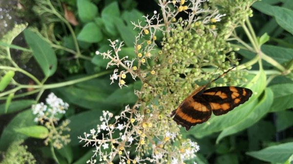 華山步道群1423594