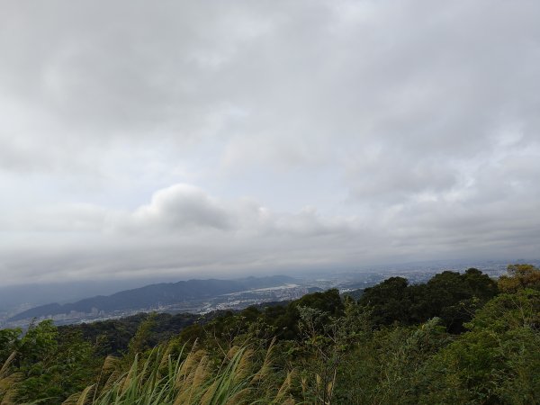 20260321大棟山系-百年大榕樹段3019043