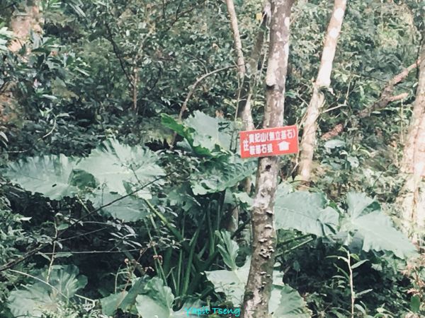 馬武督山 蓮包山 外鳥嘴山 那是山289116