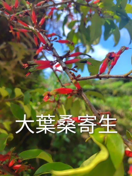 關頭山 舊武界越山 巴蘭山2892125