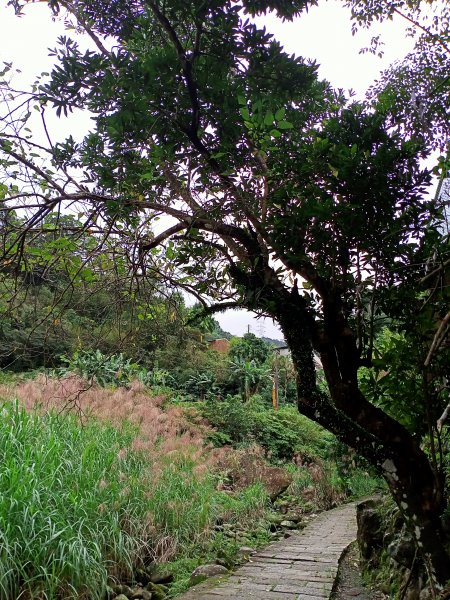 漫遊淡蘭古道石碇段：淡蘭山徑-外按古道、烏塗溪步道1529424