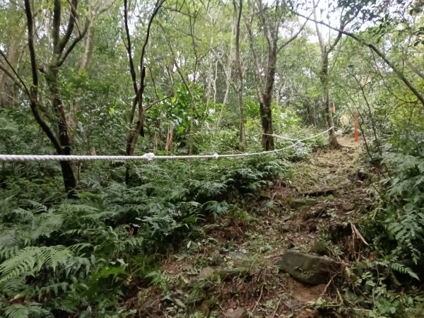 雙溪區彎穹平林山+平湖東步道+紙坑古道(億山煤礦)+紙坑山出平水聚落O型2965794