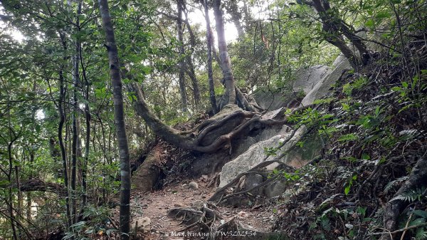 《新竹》斷崖神木｜北得拉曼步道小P繞202510172917500