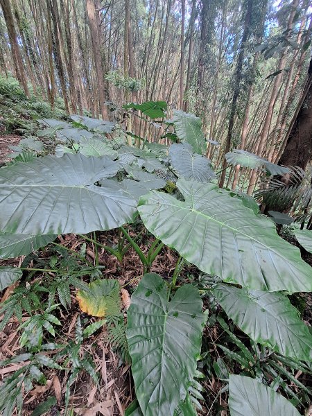 竹東上坪山小O型202409292607373