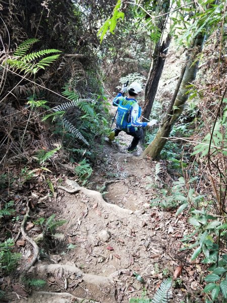 步道巡訪員 l 白毛山步道12月巡訪日誌1215464