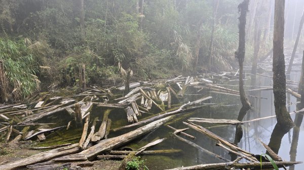 忘憂森林有一種美無法形容，雲霧繚繞，水氣朦朧，全台入園數第一名的森林遊樂區，溪頭自然教育園區2729342