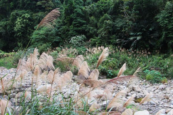 南庄 景點多 ~ 走吧 ! 登山健行休閒旅遊 ...223390