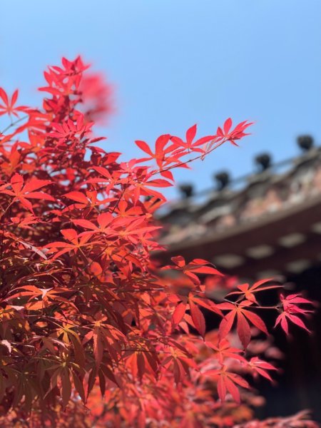 張家界寶峰湖與大峽谷玻璃橋2782495