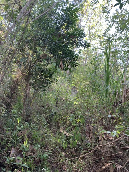 20251115台南大尖山2938091