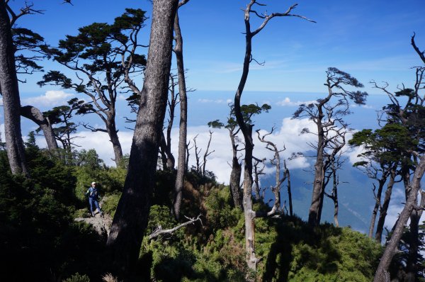 無與倫比的臺灣鐵杉與雲海～北大武山1130048