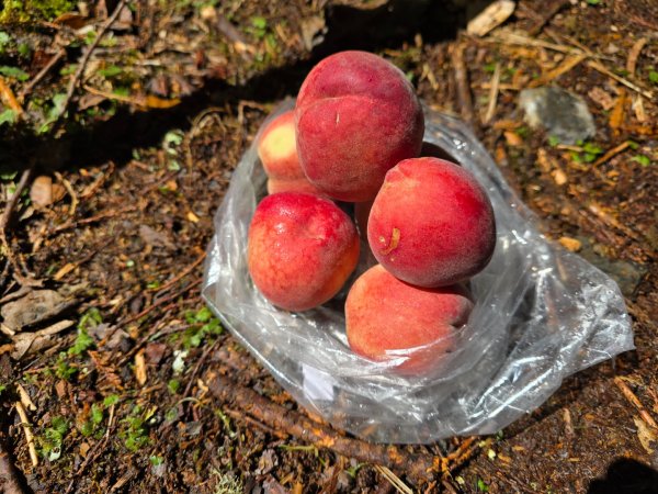 郡大林道19k之郡大神木群二刷～雲海滿出來～2451900