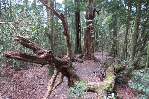 《台中》谷關七雄｜初登屋我尾山201703192890425