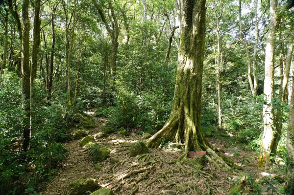 新竹 尖石 蓮包山、外鳥嘴山2914329