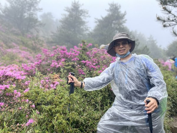 合歡北峰紅毛杜鵑盛開_202406052518343