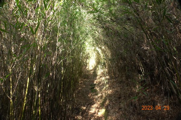 南投 仁愛 武法奈尾山2133747