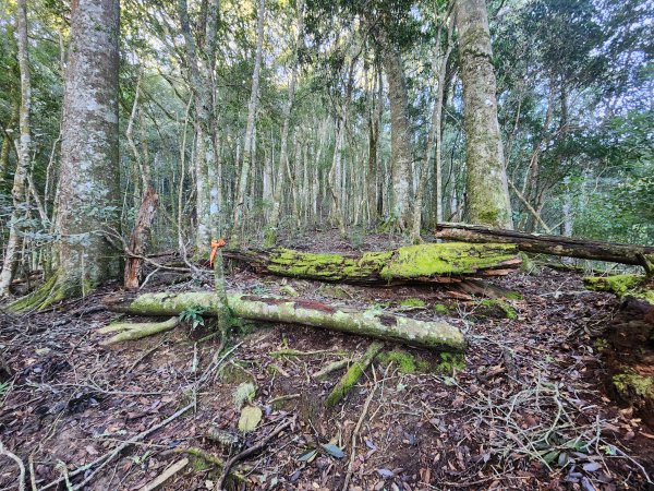 20241124布奴加里山2679119