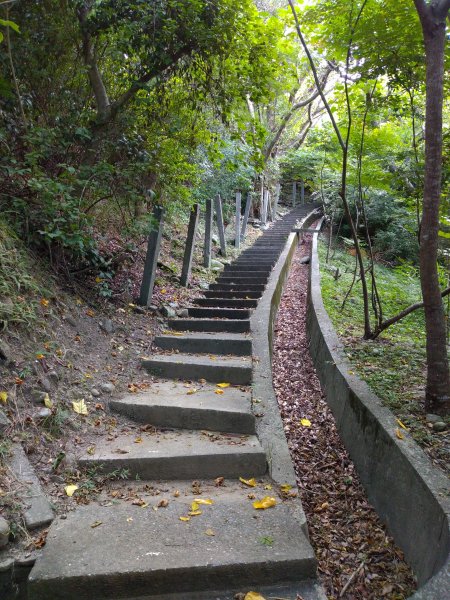 步道巡訪員 l 鯉魚山步道七月巡訪日誌1050330