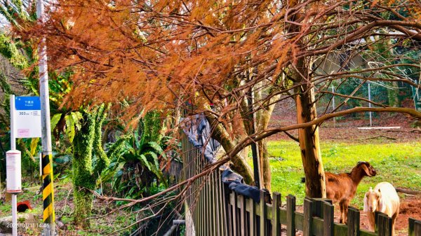 #花卉試驗中心 #永公路500巷 #平菁街42巷 #原住民公園 #士林官邸 1/42980378