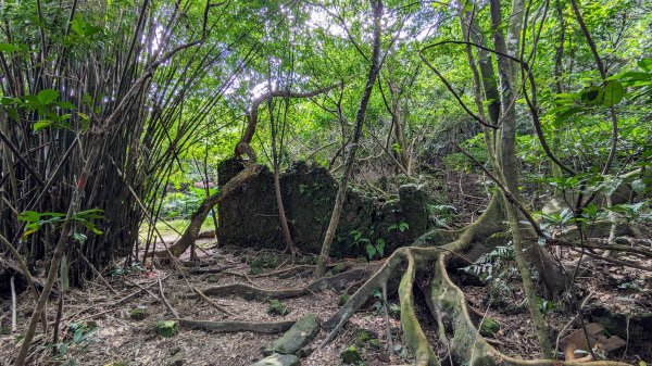 龜媽坑古道,雪山尾稜南段,草嶺古道2354624