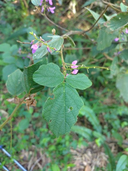 關頭山 舊武界越山 巴蘭山2892114