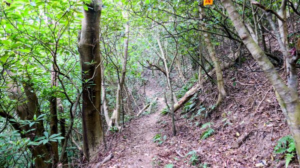 向北的龜溪縱走。評耶哀2777741