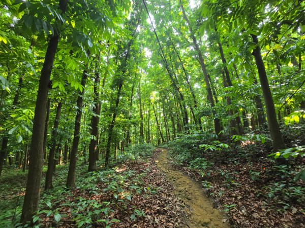 2025-04-21 茶頂山桃花心木步道2767822