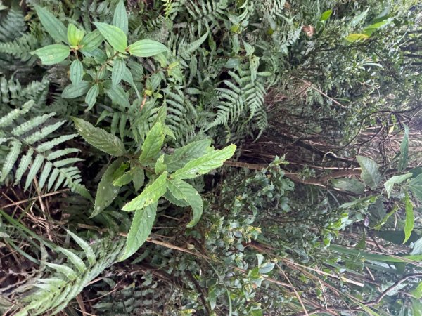 頭城火車站-頭圍山-礁水坑山南峰-礁水坑山-鶯子嶺2867058