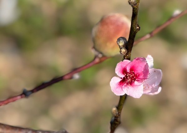 雪山坑登山步道尋巨人2978283