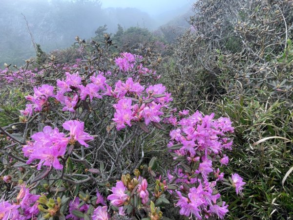 1130518｜0620合歡北峰杜鵑花2505921