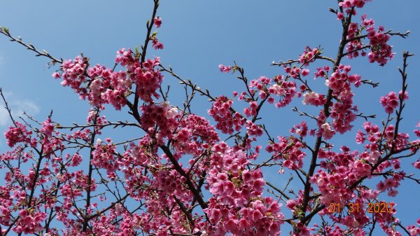 追花是簡單的快樂，賞花是恬淡的幸福3819035